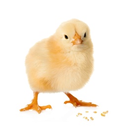 Cute fluffy baby chicken with millet groats on white background. Farm animal