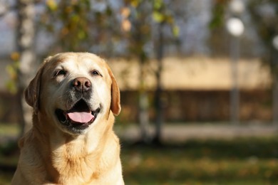 Photo of Happy yellow Labrador in park on sunny day. Space for text