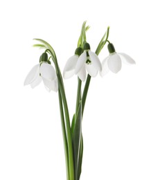 Photo of Beautiful snowdrops on white background. Spring flowers