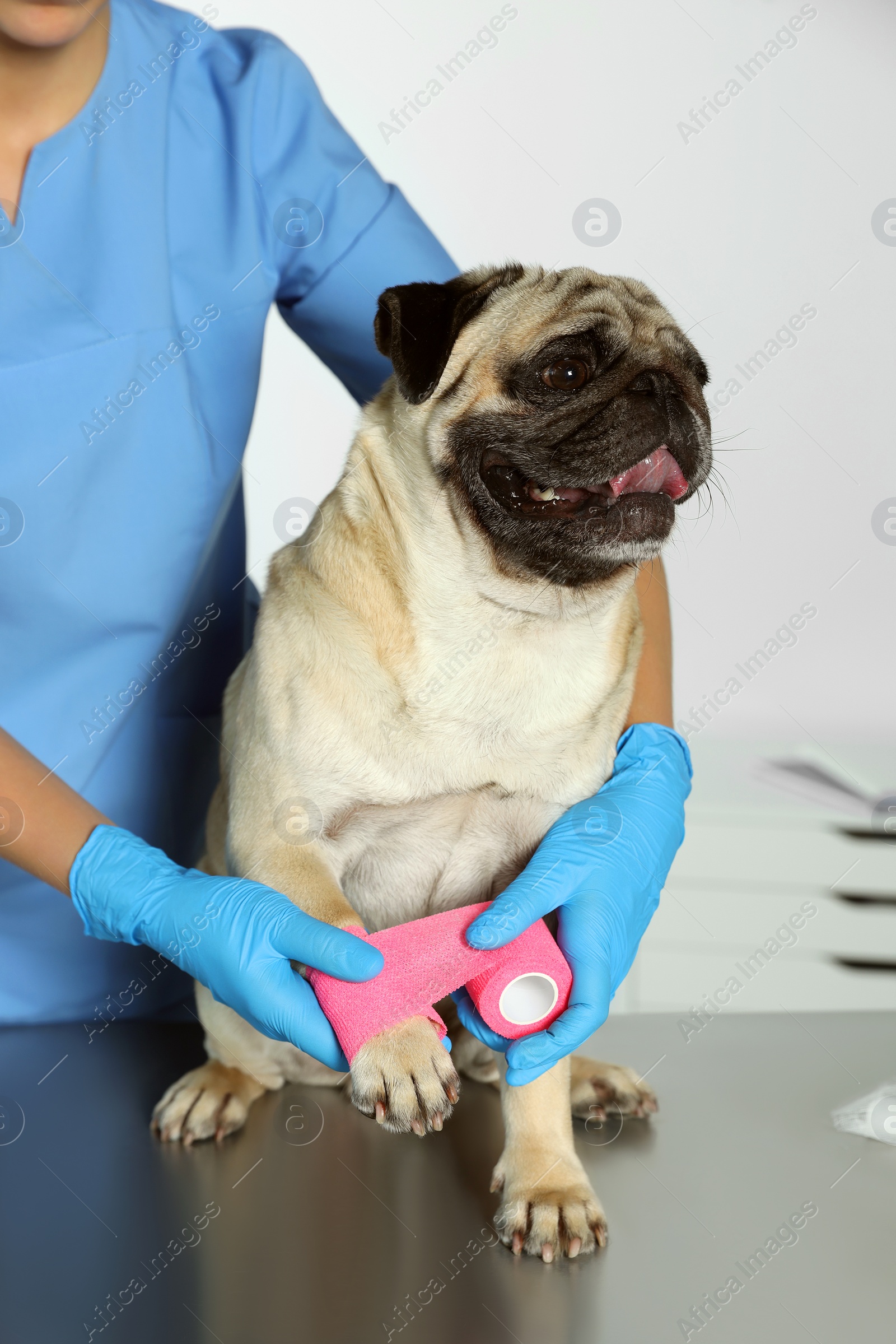 Photo of Professional veterinarian wrapping dog's paw with bandage in clinic, closeup