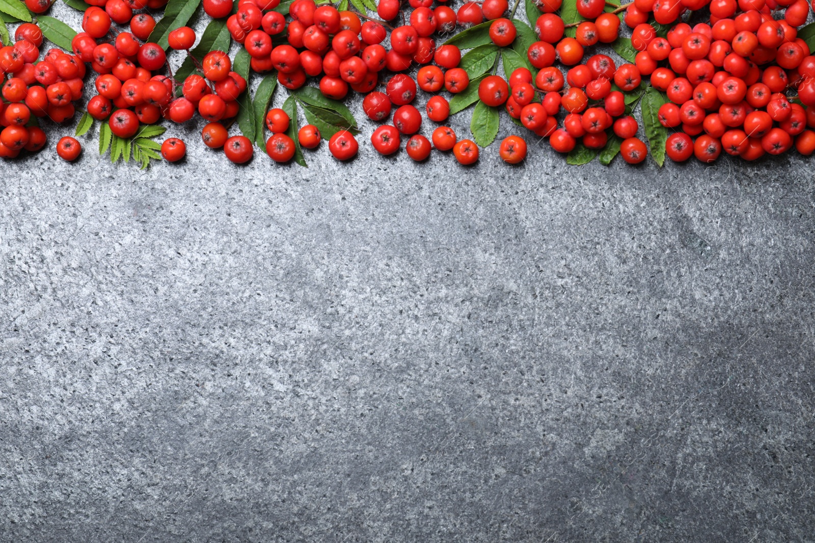 Photo of Fresh ripe rowan berries and green leaves on grey table, flat lay. Space for text