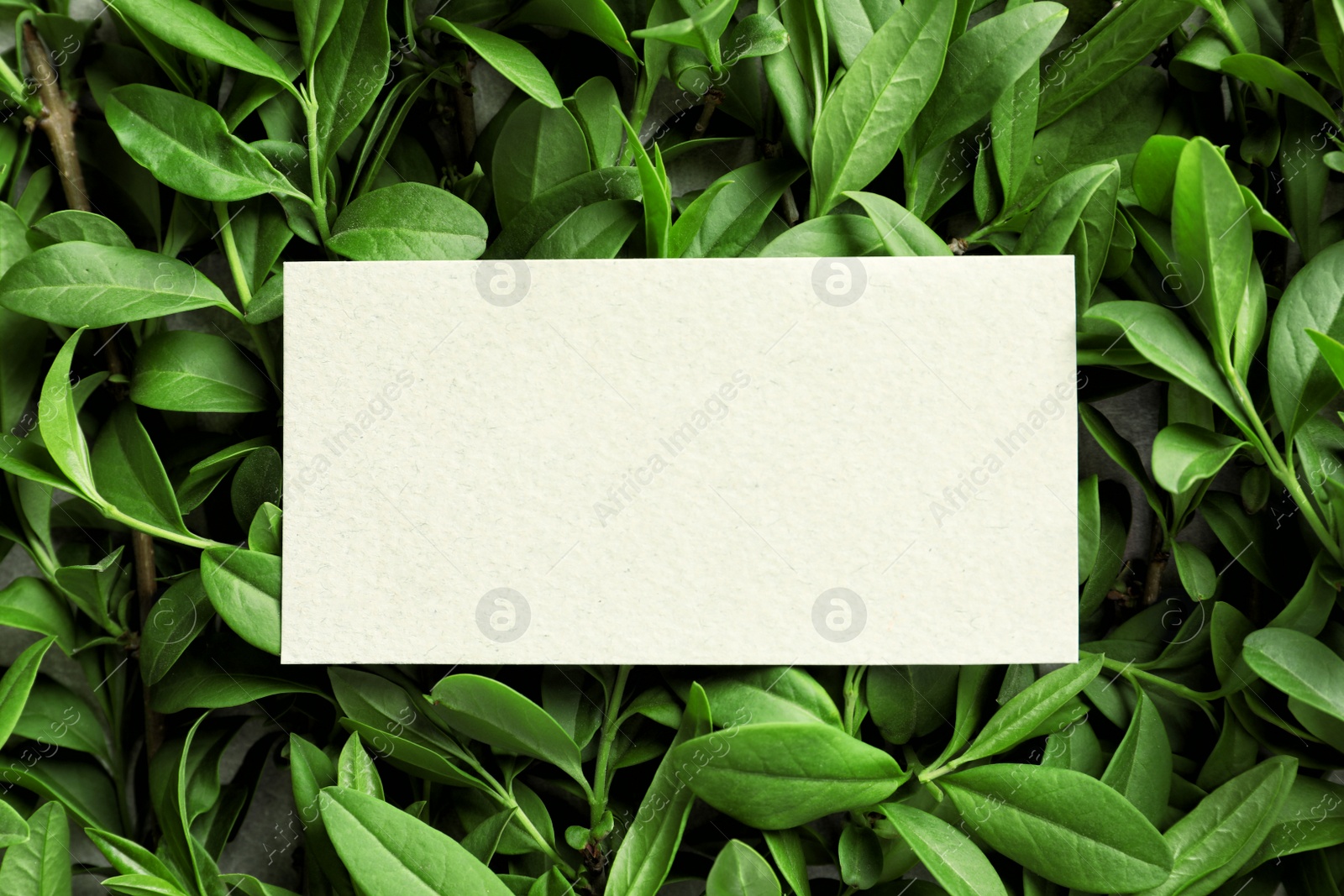 Photo of Blank card with space for text on green leaves