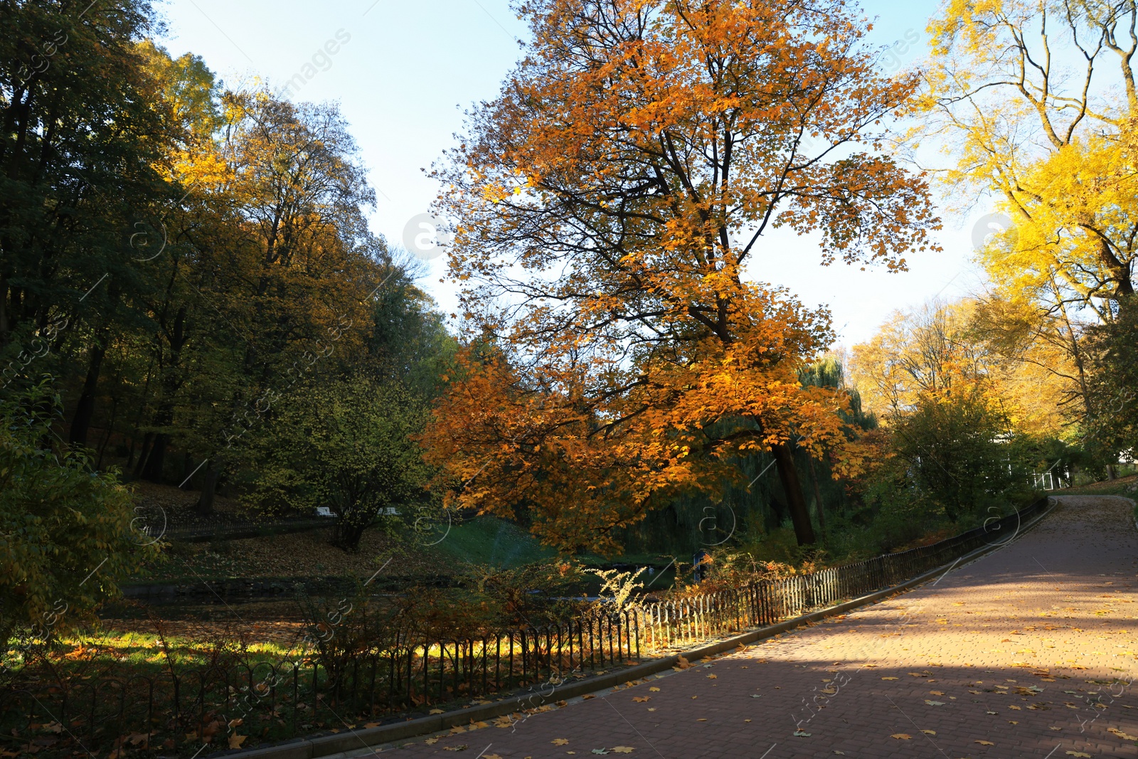 Photo of Beautiful yellowed trees and paved pathway in park on sunny day