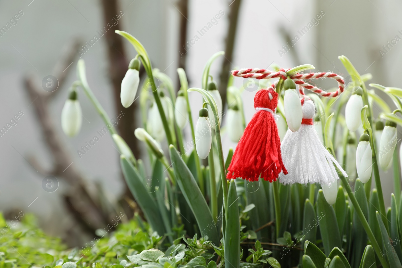 Photo of Traditional martisor and beautiful snowdrops outdoors. Symbol of first spring day