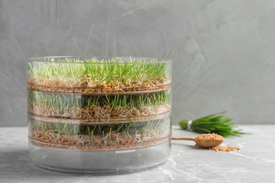 Photo of Wheat grass in sprouter on table against color background, space for text