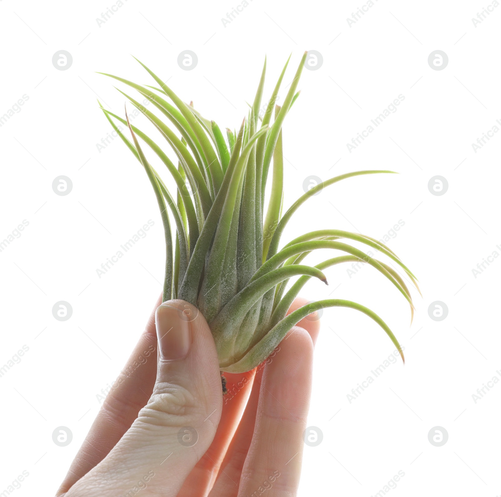 Photo of Woman holding beautiful Tillandsia plant on white background, closeup. Home decor