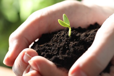 Woman holding soil with little green seedling, closeup