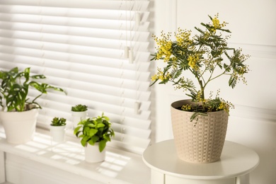 Photo of Houseplants in room, focus on potted mimosa. Space for text