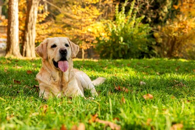 Photo of Cute Labrador Retriever dog on green grass in sunny autumn park. Space for text