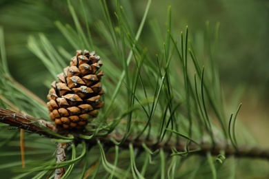 Photo of Cone growing on pine branch outdoors, closeup