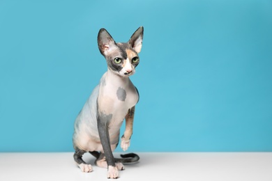 Cute sphynx cat on floor against color background, space for text. Friendly pet