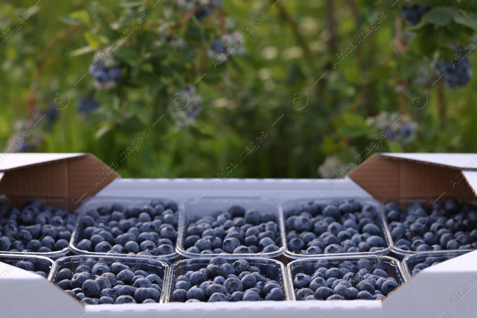 Photo of Box with containers of fresh blueberries outdoors. Seasonal berries