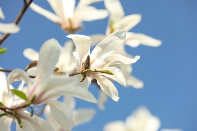 Photo of Beautiful blooming Magnolia tree branch on sunny day outdoors, closeup