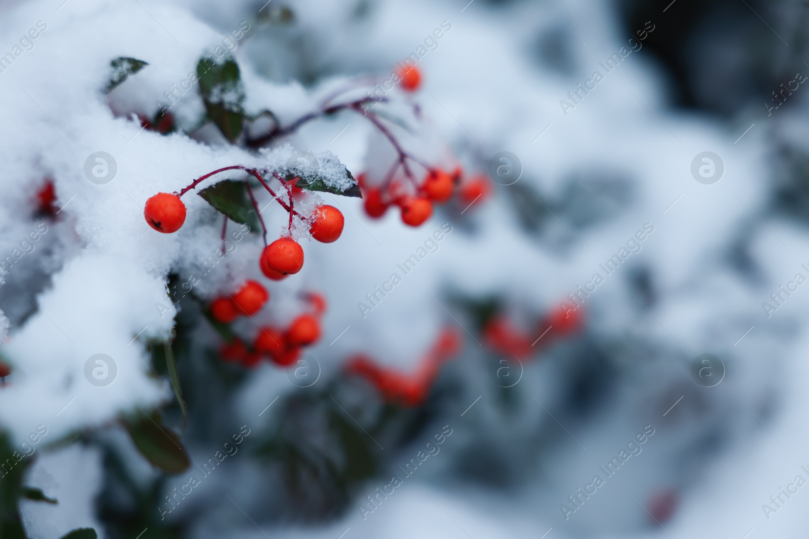 Photo of Berries on rowan tree branch covered with snow outdoors, closeup. Space for text