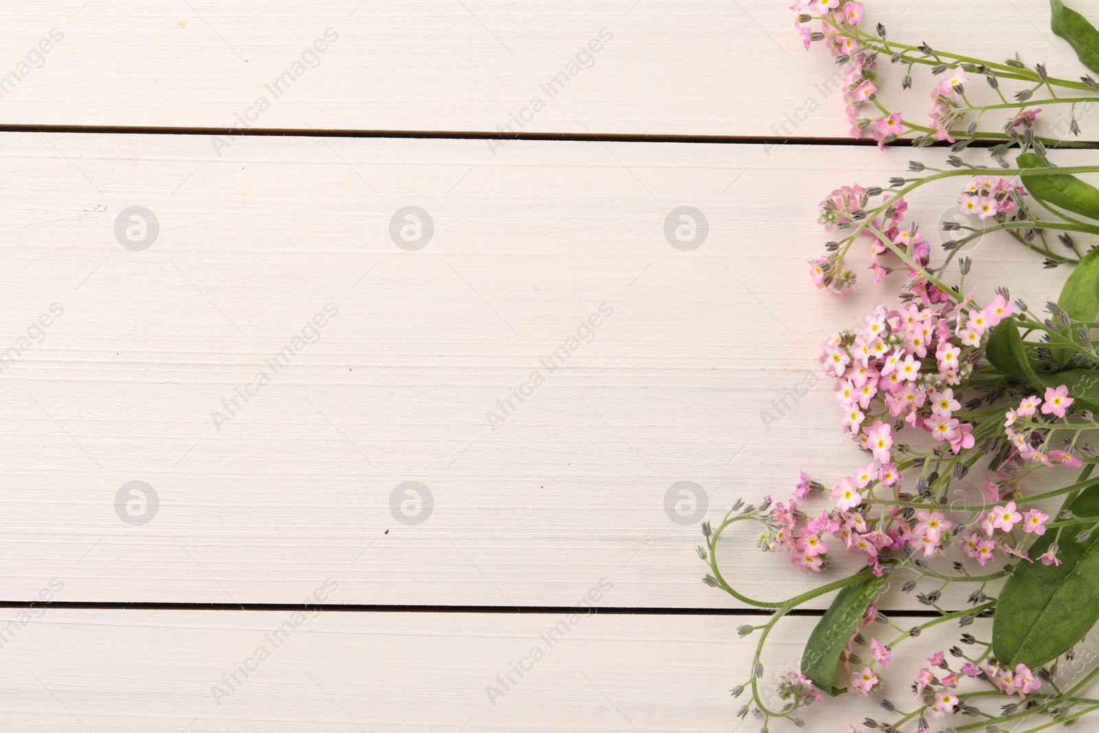 Photo of Beautiful Forget-me-not flowers on white wooden table, flat lay. Space for text