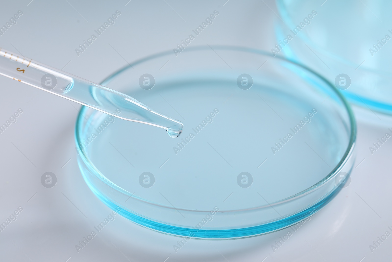 Photo of Dripping liquid from pipette into petri dish at white background, closeup. Laboratory analysis