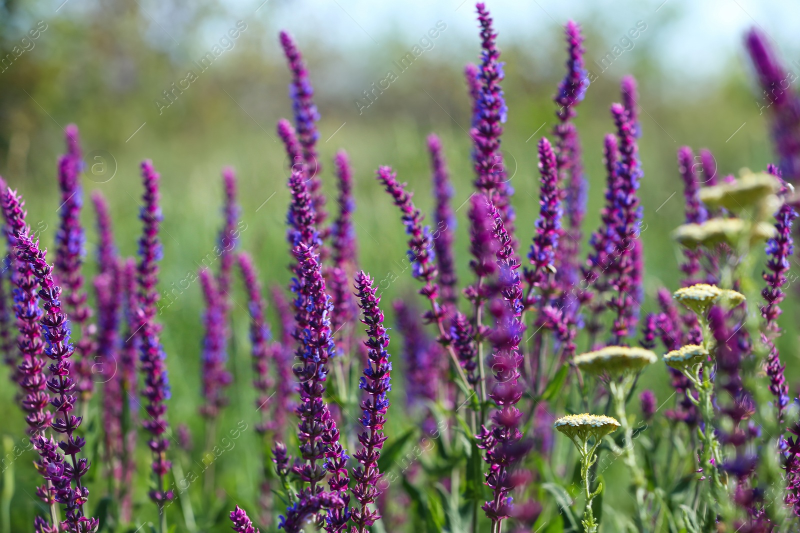 Photo of Beautiful wild flowers outdoors on sunny day. Amazing nature in summer