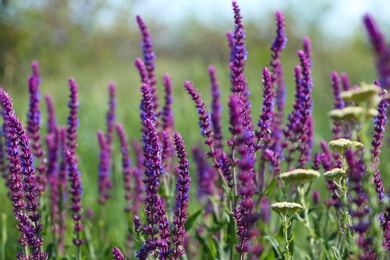 Beautiful wild flowers outdoors on sunny day. Amazing nature in summer