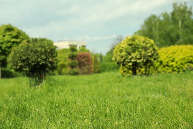 Photo of Picturesque view of beautiful park, focus on green grass. Space for text