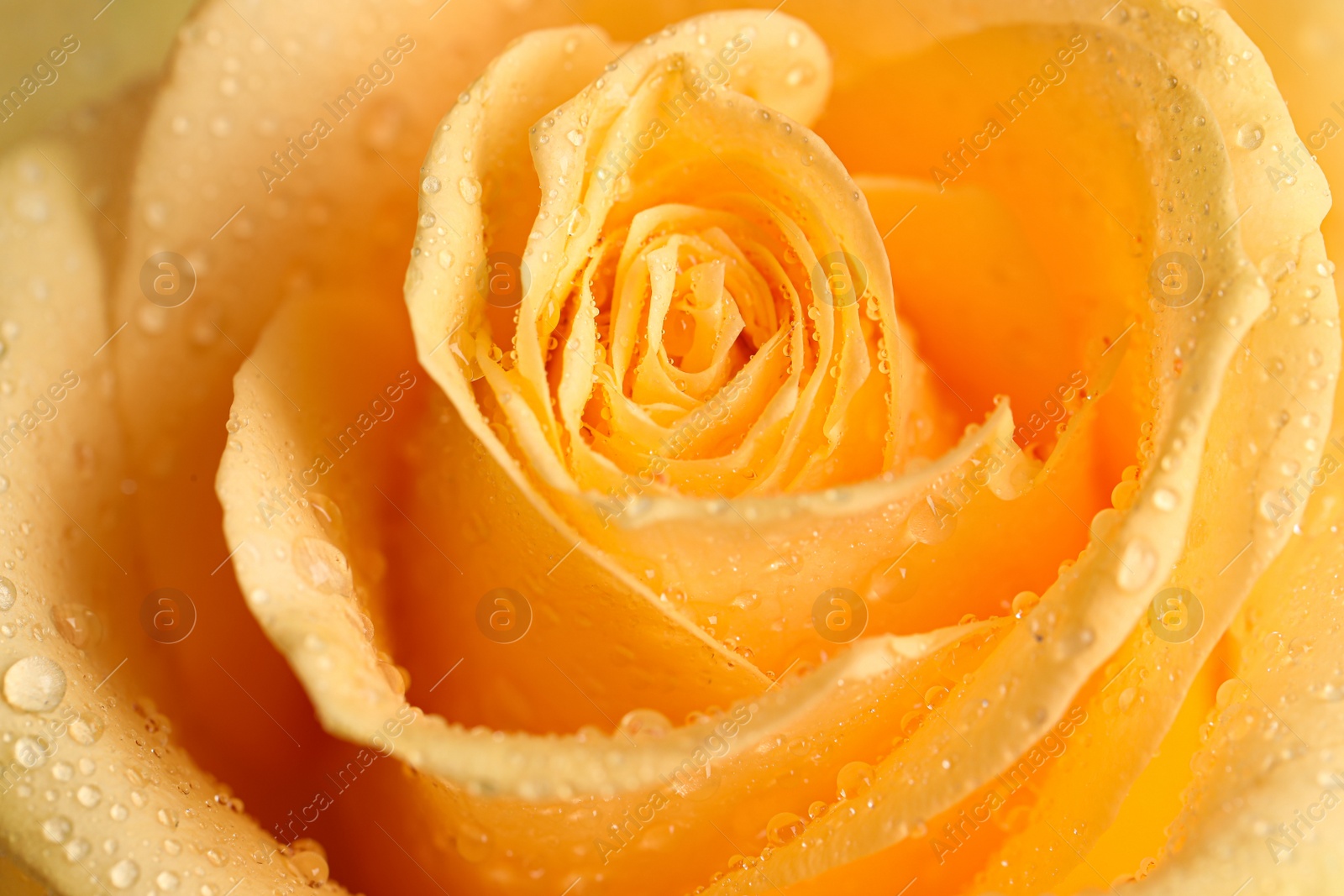 Photo of Beautiful yellow rose flower with water drops as background, closeup