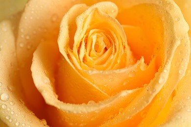 Photo of Beautiful yellow rose flower with water drops as background, closeup
