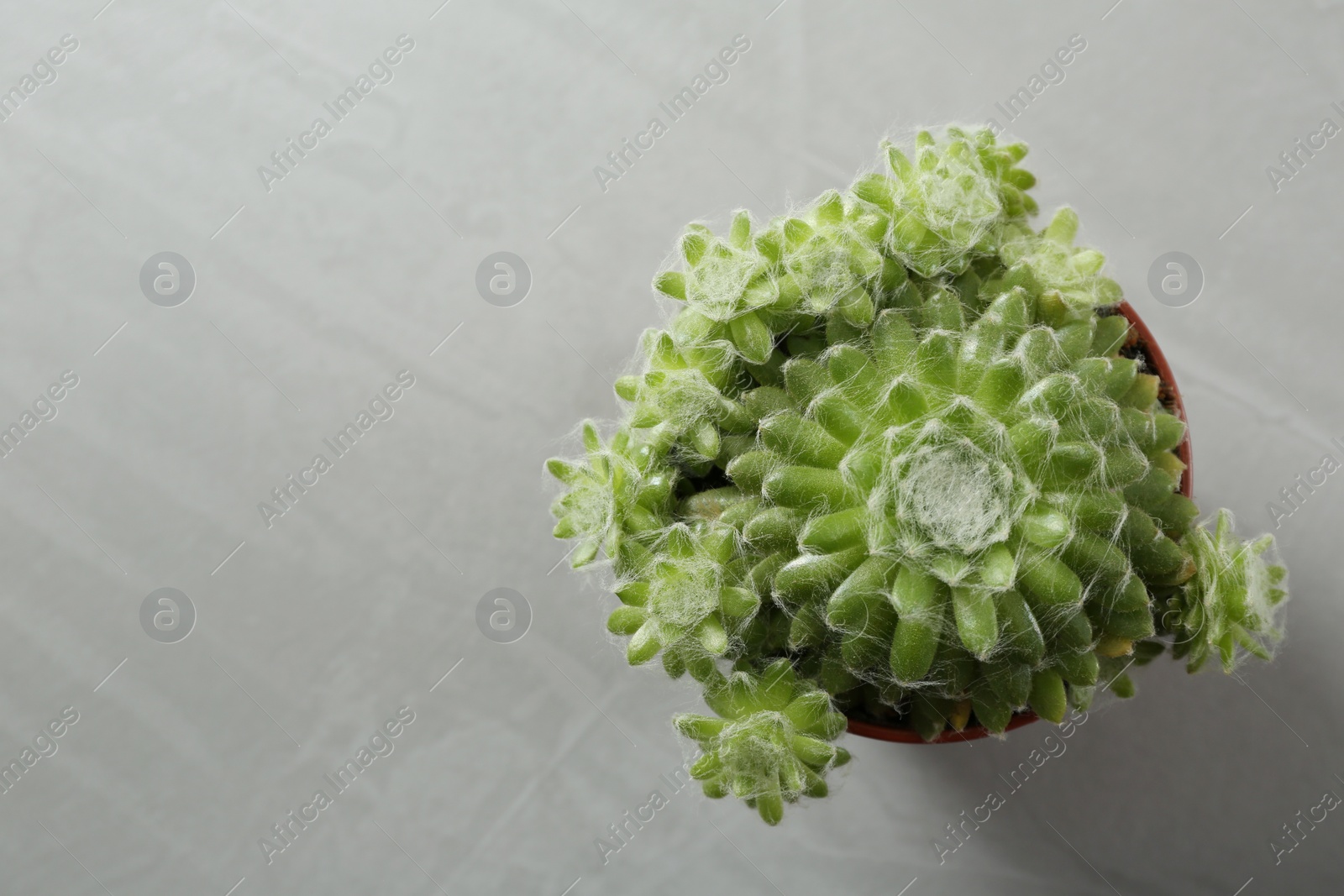 Photo of Beautiful echeverias on light grey background, top view with space for text. Succulent plants