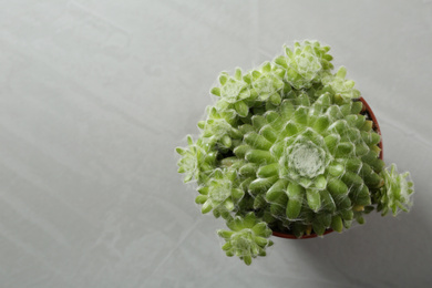 Photo of Beautiful echeverias on light grey background, top view with space for text. Succulent plants