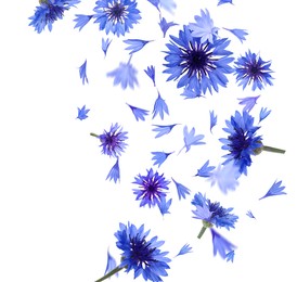 Image of Beautiful tender blue cornflower petals flying on white background