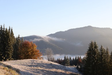 Forest clearing covered with hoarfrost in mountains on foggy day