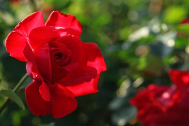 Photo of Beautiful blooming rose in garden on sunny day, space for text