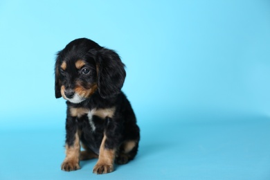 Photo of Cute English Cocker Spaniel puppy on light blue background. Space for text