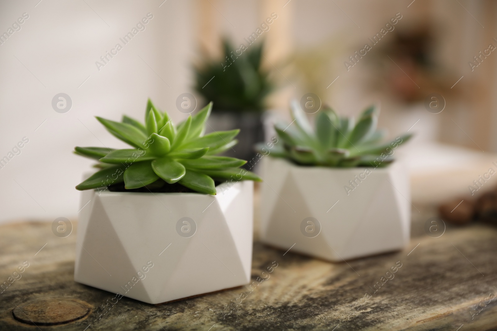 Photo of Beautiful potted succulents on wooden table indoors. Space for text