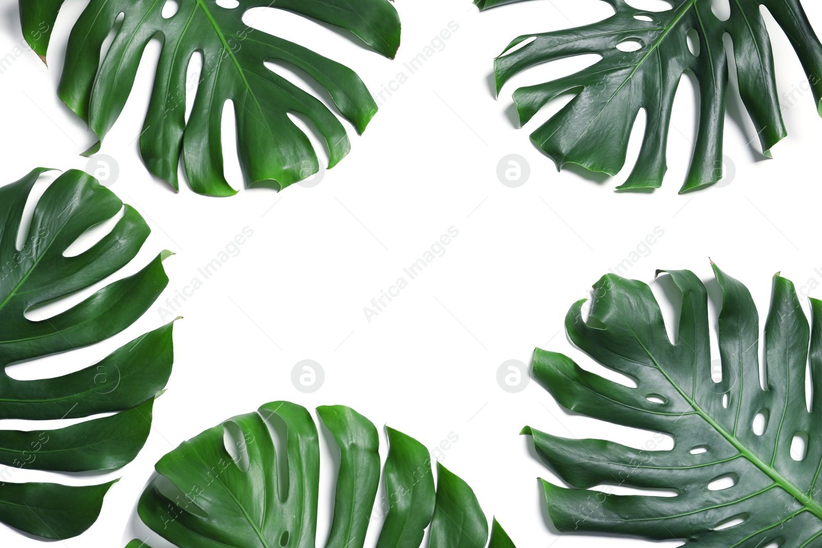 Photo of Green fresh monstera leaves on white background, top view. Tropical plant