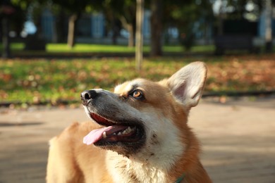 Pembroke Welsh Corgi in sunny autumn park