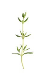 Aromatic thyme sprig on white background. Fresh herb