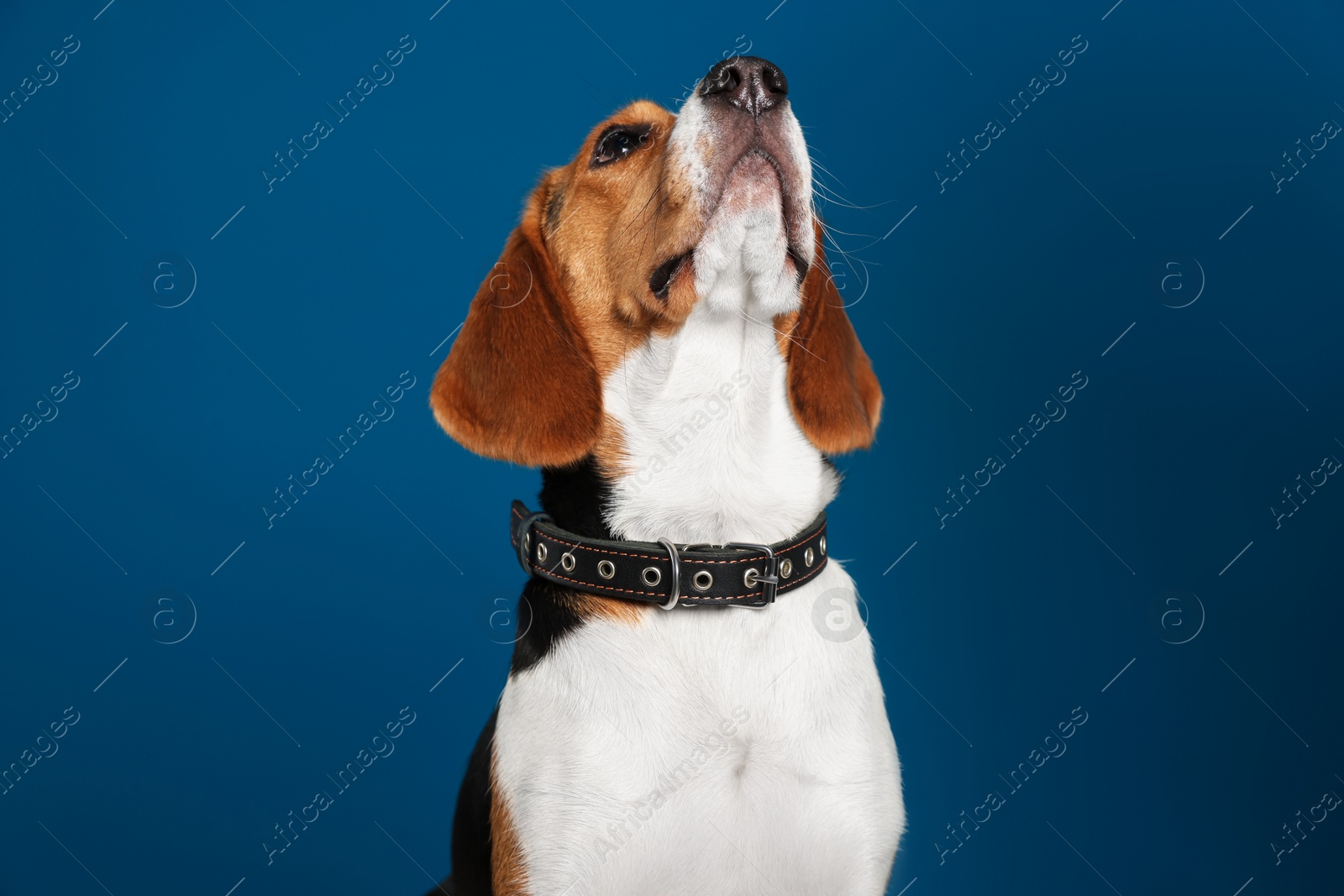 Photo of Adorable Beagle dog in stylish collar on dark blue background