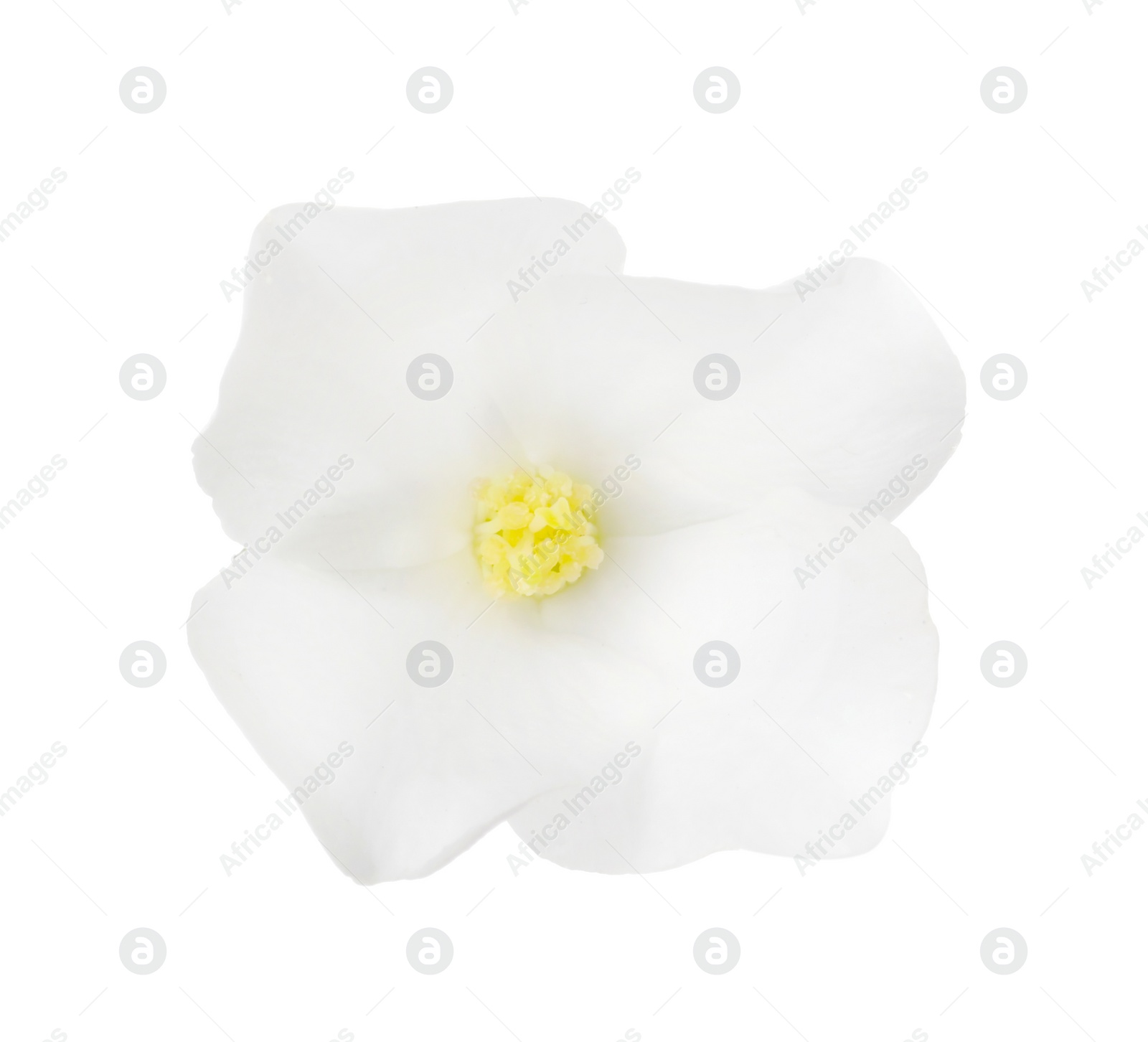 Photo of Beautiful delicate jasmine flower isolated on white