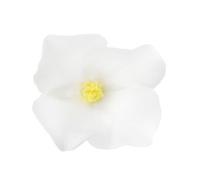 Beautiful delicate jasmine flower isolated on white