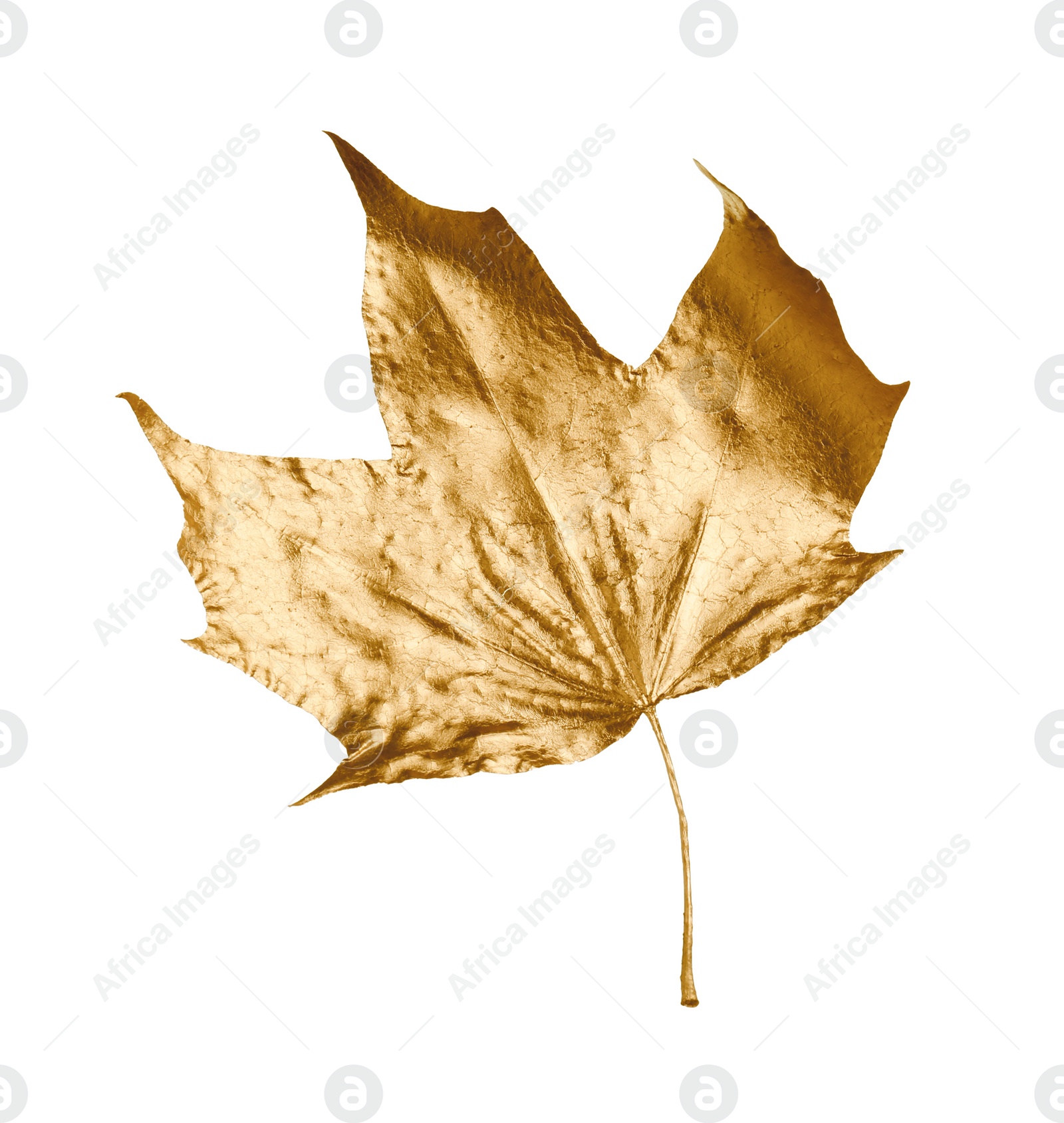 Photo of One golden maple leaf isolated on white. Autumn season