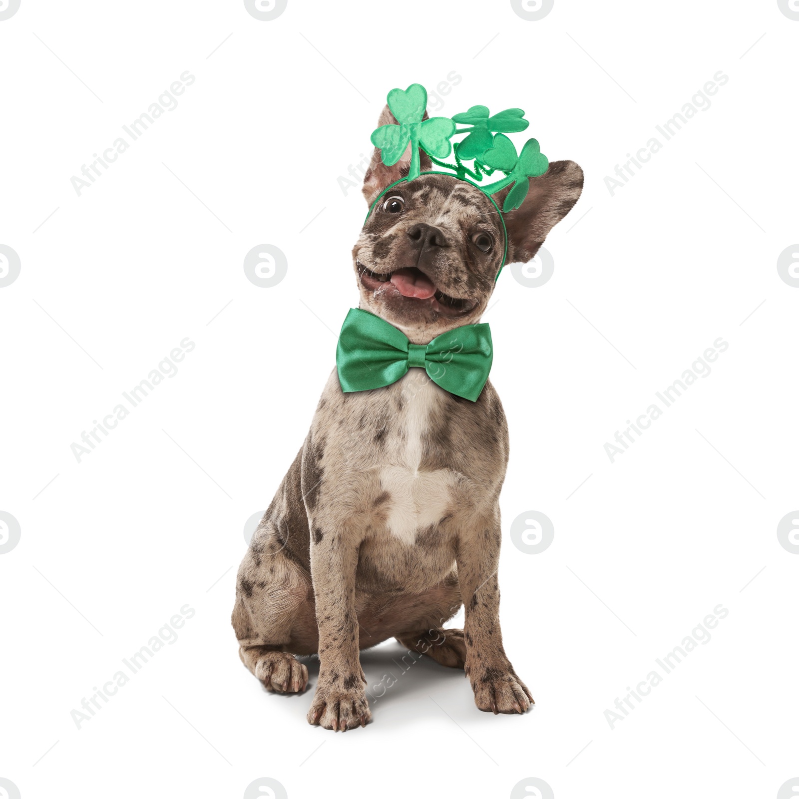 Image of St. Patrick's day celebration. Cute French Bulldog wearing headband with clover leaves and green bow tie isolated on white