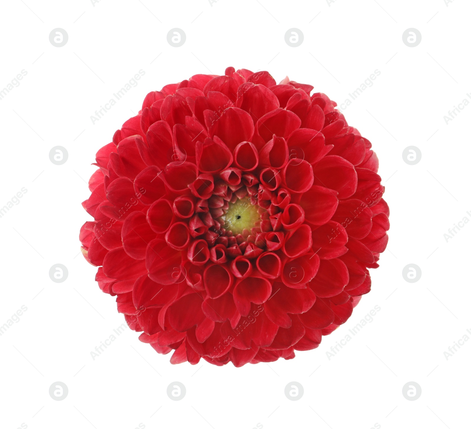 Photo of Beautiful red dahlia flower isolated on white