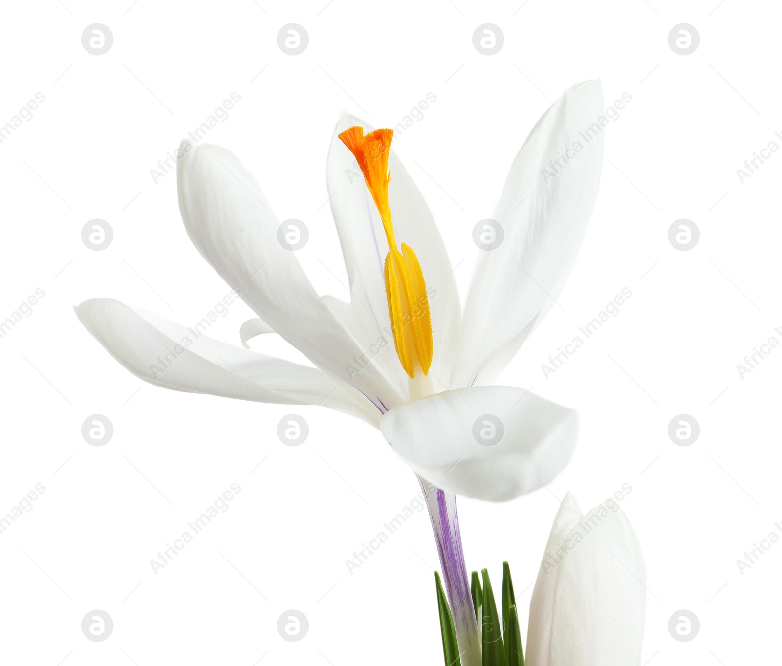 Photo of Beautiful spring crocus flower on white background