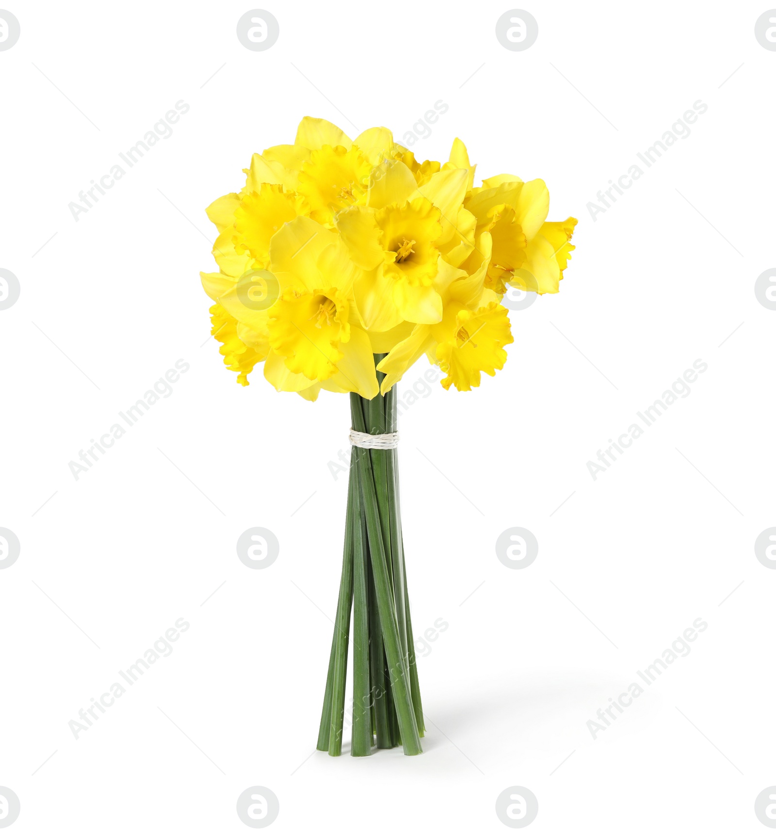 Photo of Bouquet of daffodils on white background. Fresh spring flowers