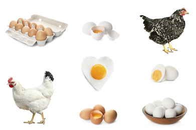 Collage with chickens and eggs on white background