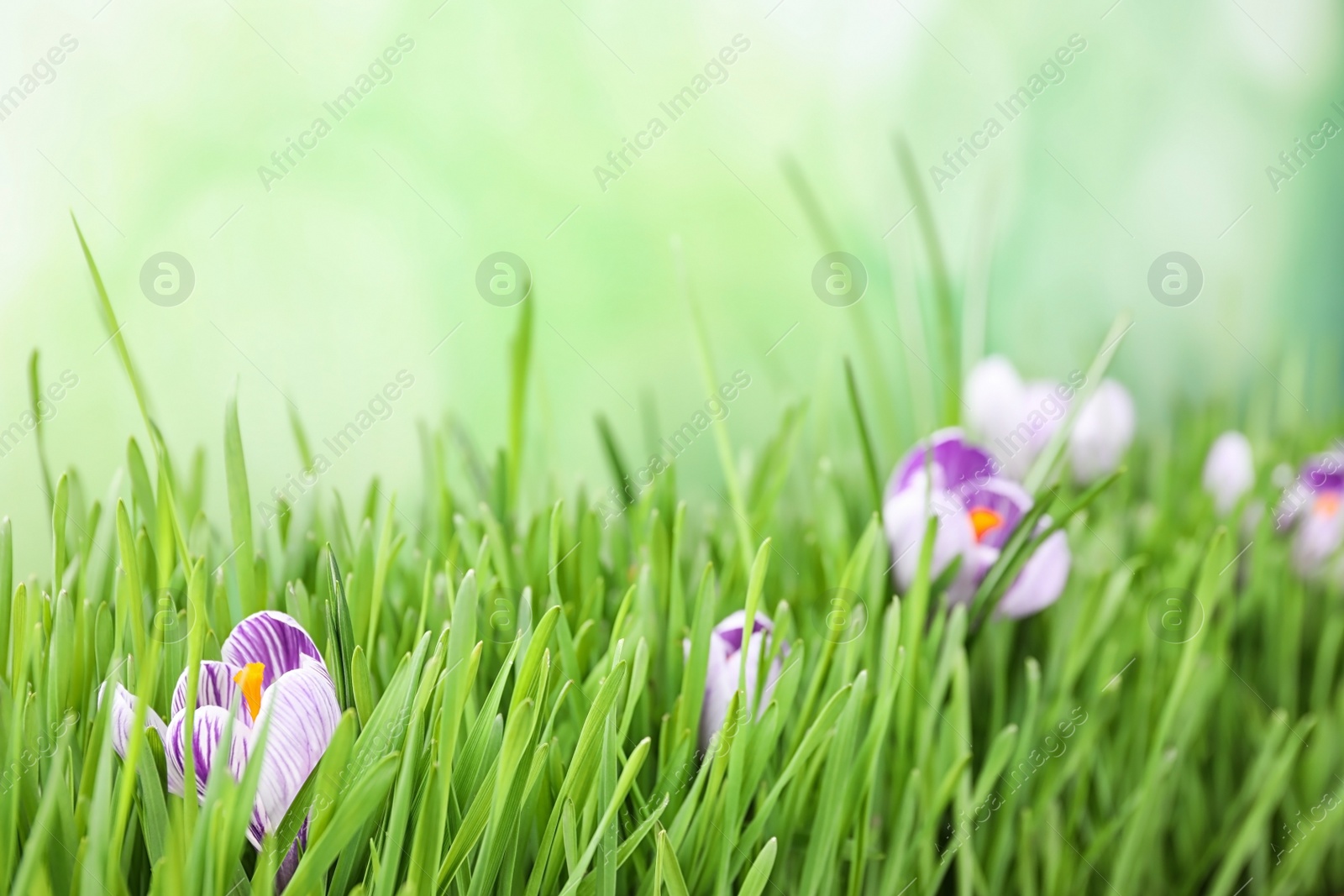 Photo of Fresh grass and crocus flowers on light green background, closeup. Spring season