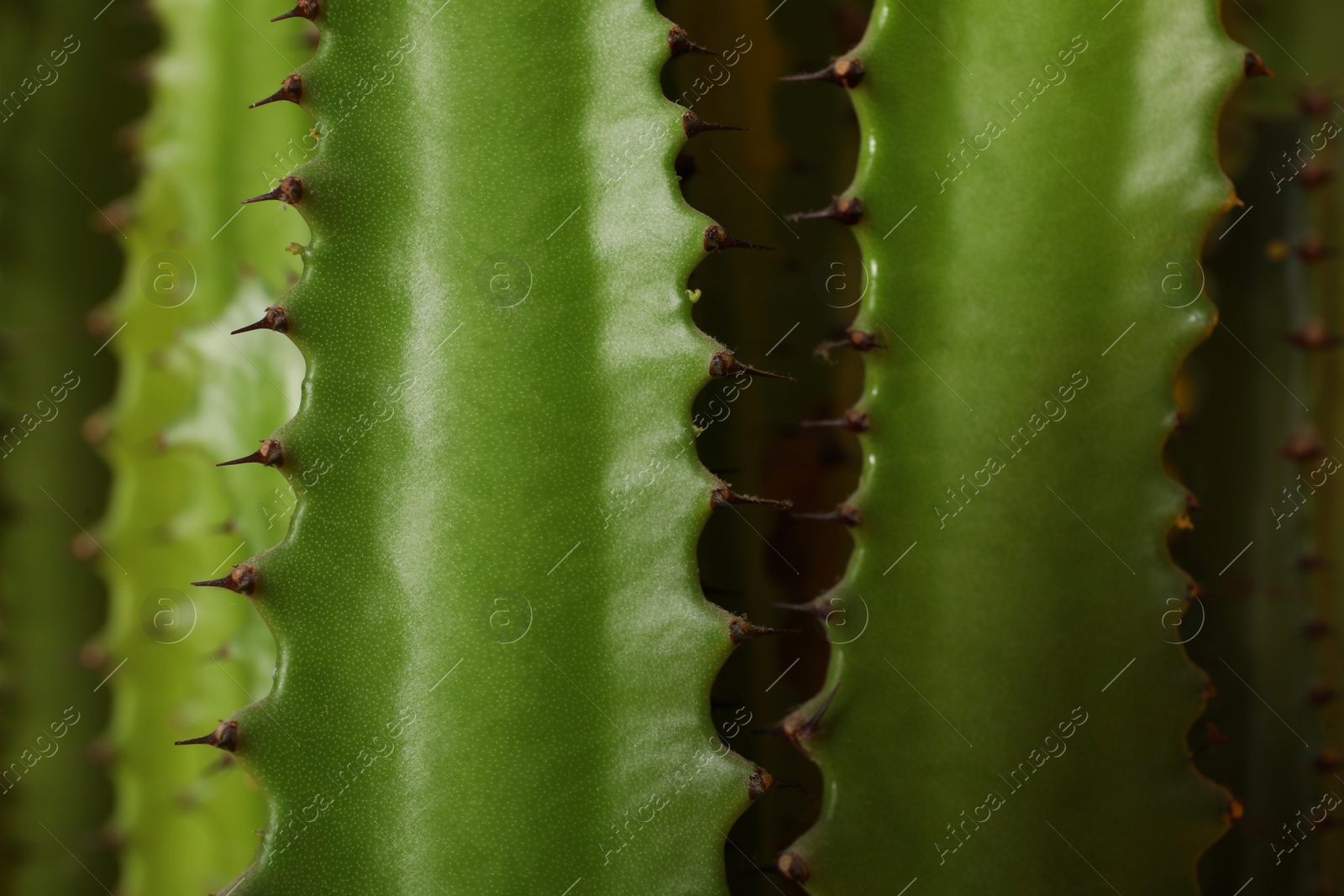 Photo of Closeup view of beautiful cactus. Tropical plant