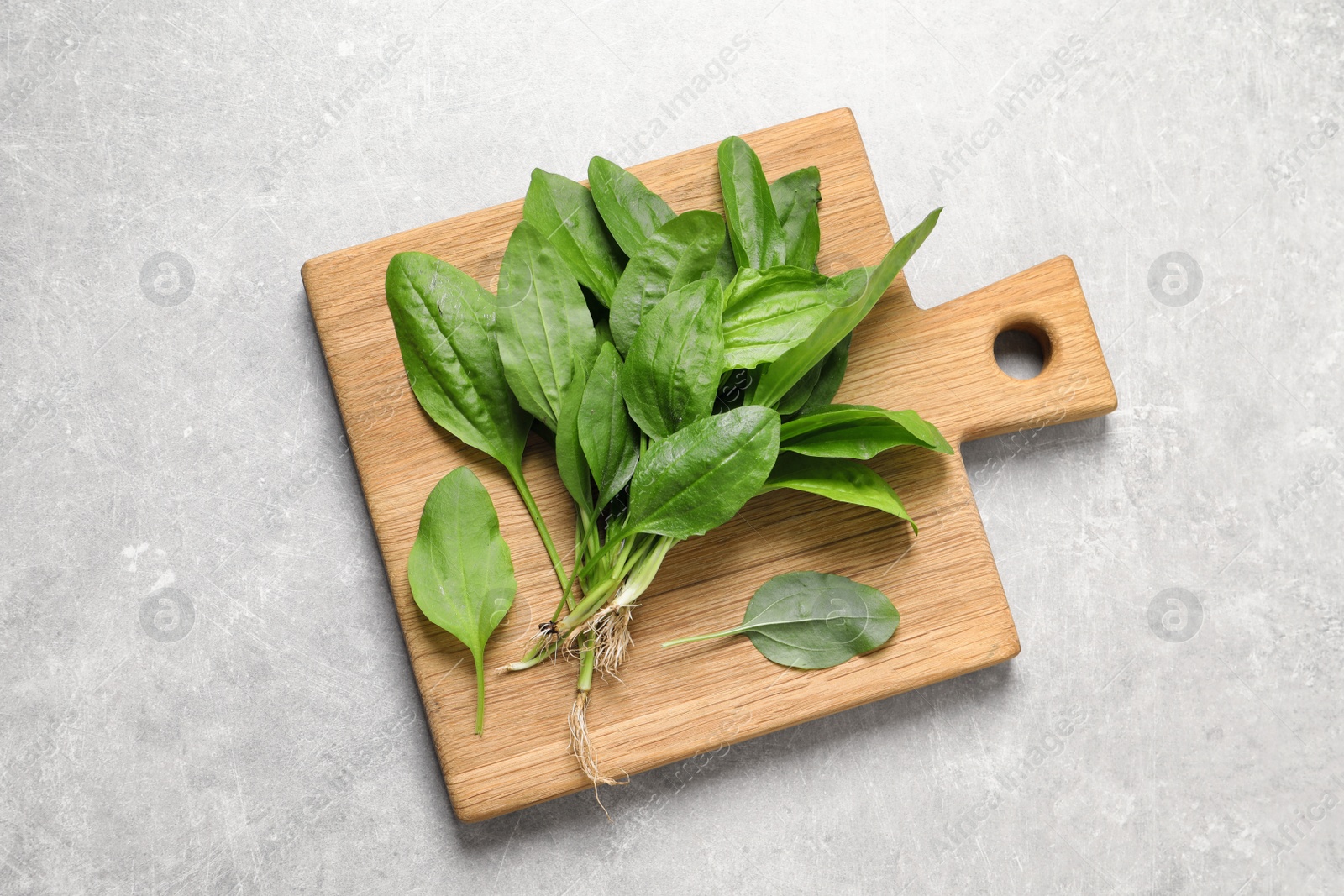 Photo of Broadleaf plantain leaves on light grey table, top view