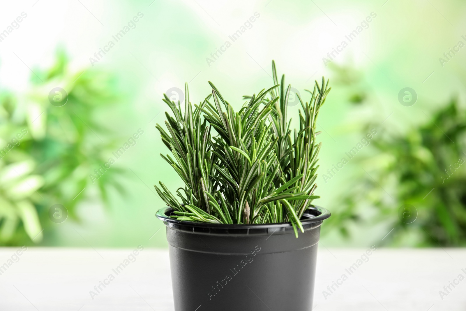 Photo of Pot with aromatic rosemary against blurred green background