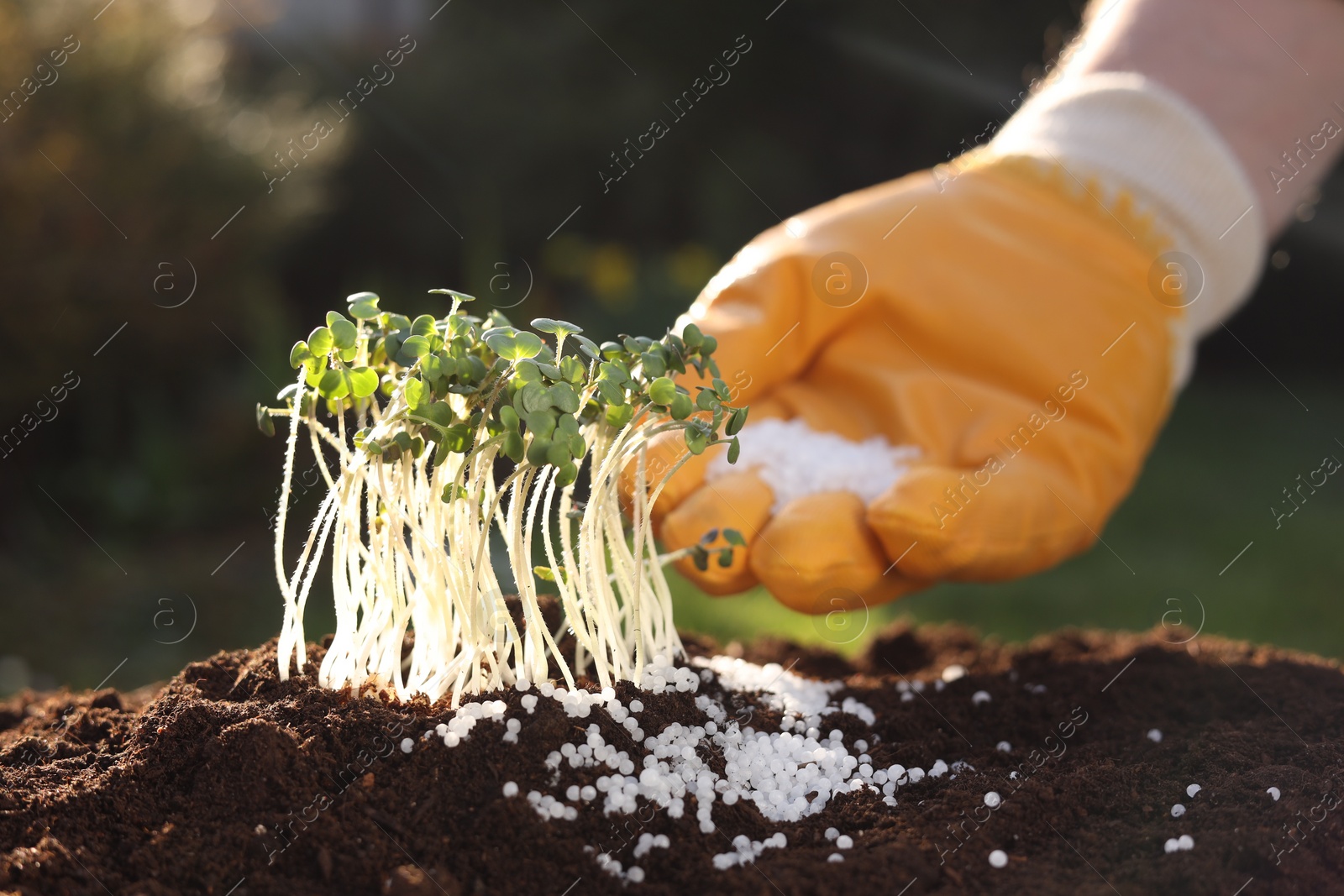 Photo of Man fertilizing soil with growing young microgreens on sunny day, selective focus