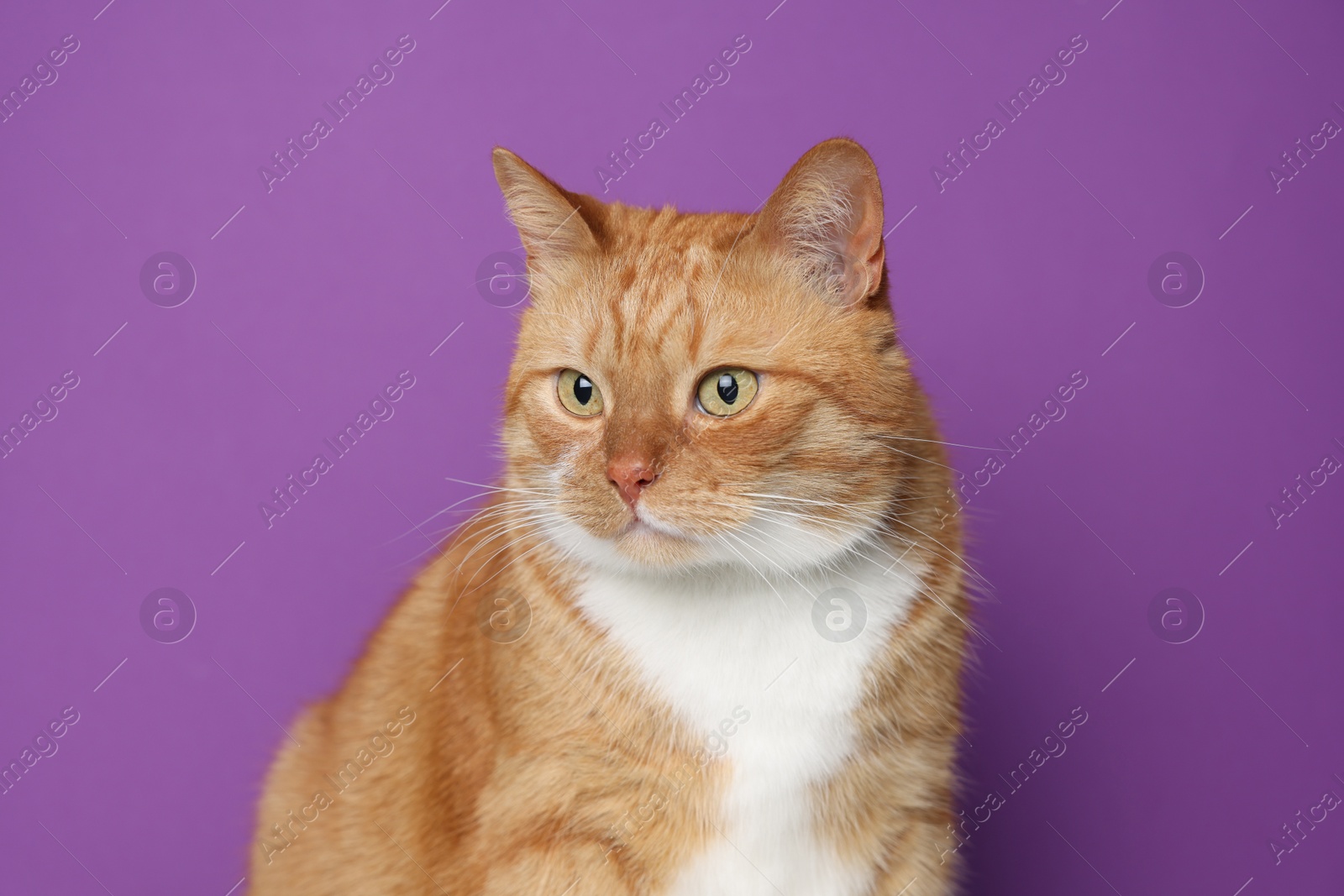 Photo of Cute ginger cat on purple background. Adorable pet